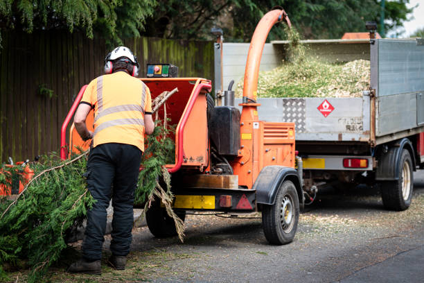 How Our Tree Care Process Works  in  Cloverdale, CA