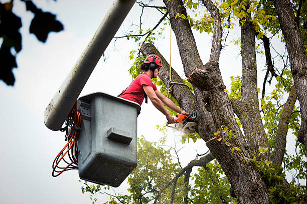 Trusted Cloverdale, CA Tree Removal Experts